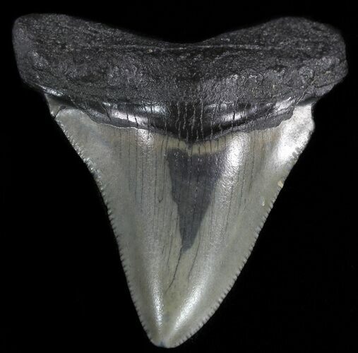 Juvenile Megalodon Tooth - South Carolina #49998